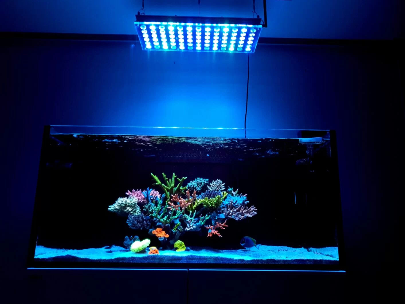 Saltwater Aquarium Lighting - Crystal Clear Aquariums