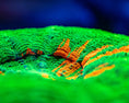 Załaduj obraz do przeglądarki Galerii, Coral_photo_used_Orphek_coral_lens_kit_2 - Orphek