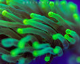 Загрузите изображение в средство просмотра галереи, Green Coral photo used Orphek coral lens kit