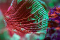 Załaduj obraz do przeglądarki Galerii, Red_Coral_photo_used_Orphek_coral_lens_kit - Orphek