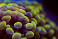 Załaduj obraz do przeglądarki Galerii, Yellow_Coral_photo_used_Orphek_coral_lens_kit - Orphek