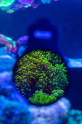 Carica l'immagine nel visualizzatore della galleria, orphek-omini-macro-photography-lens-aquarium-gadget - Orphek