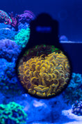 Load image into Gallery viewer, orphek-omini-reef-aquarium-glass-lens