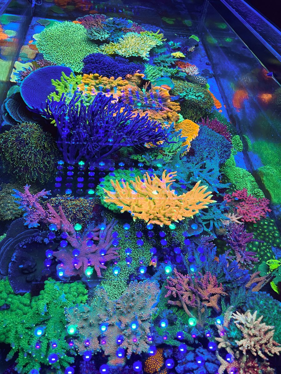 orphek_coral_pop_amazing_corals