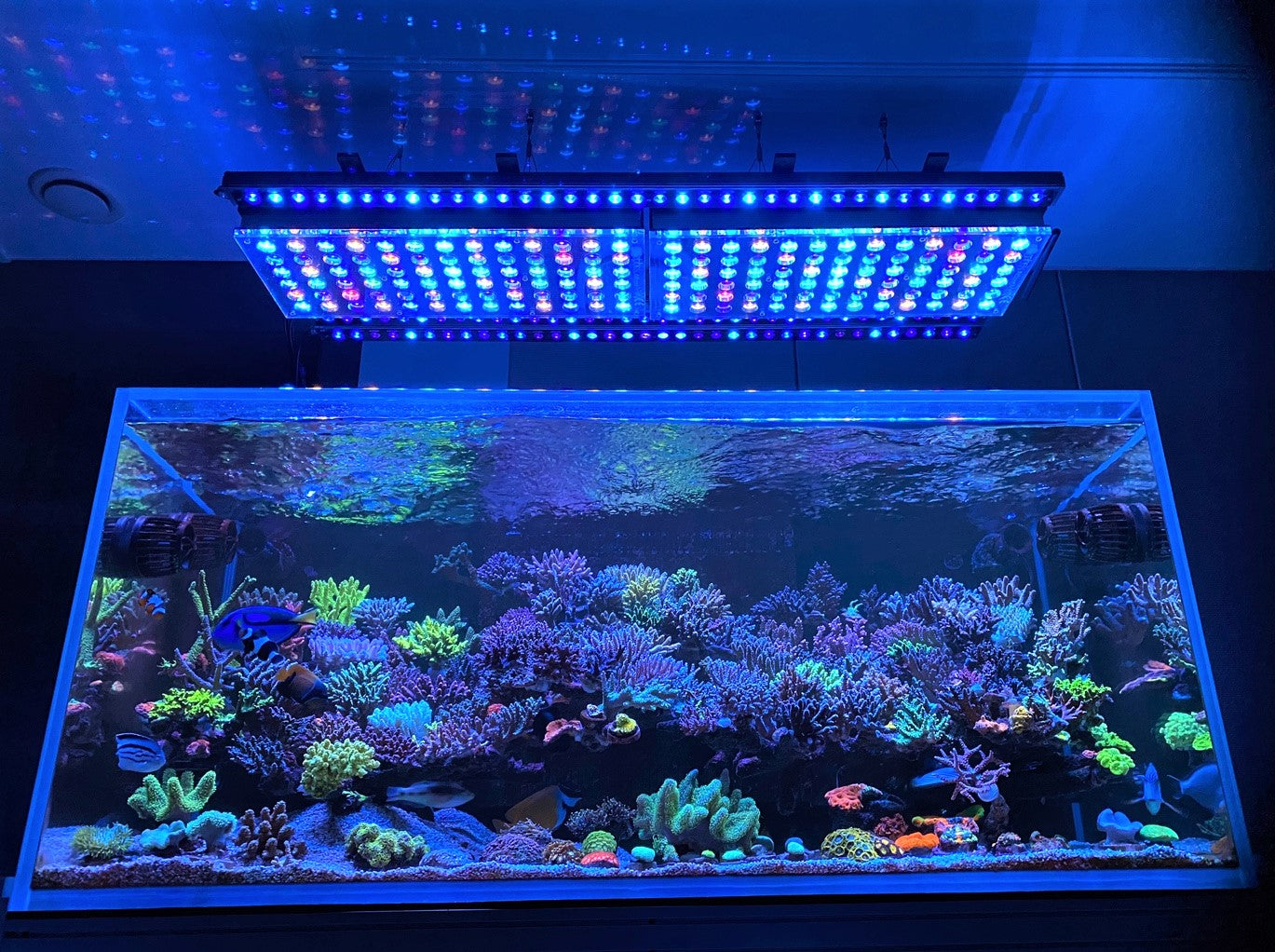 Amazing  SPS dominated 450L reef aquarium lighted by Atlantik & OR3