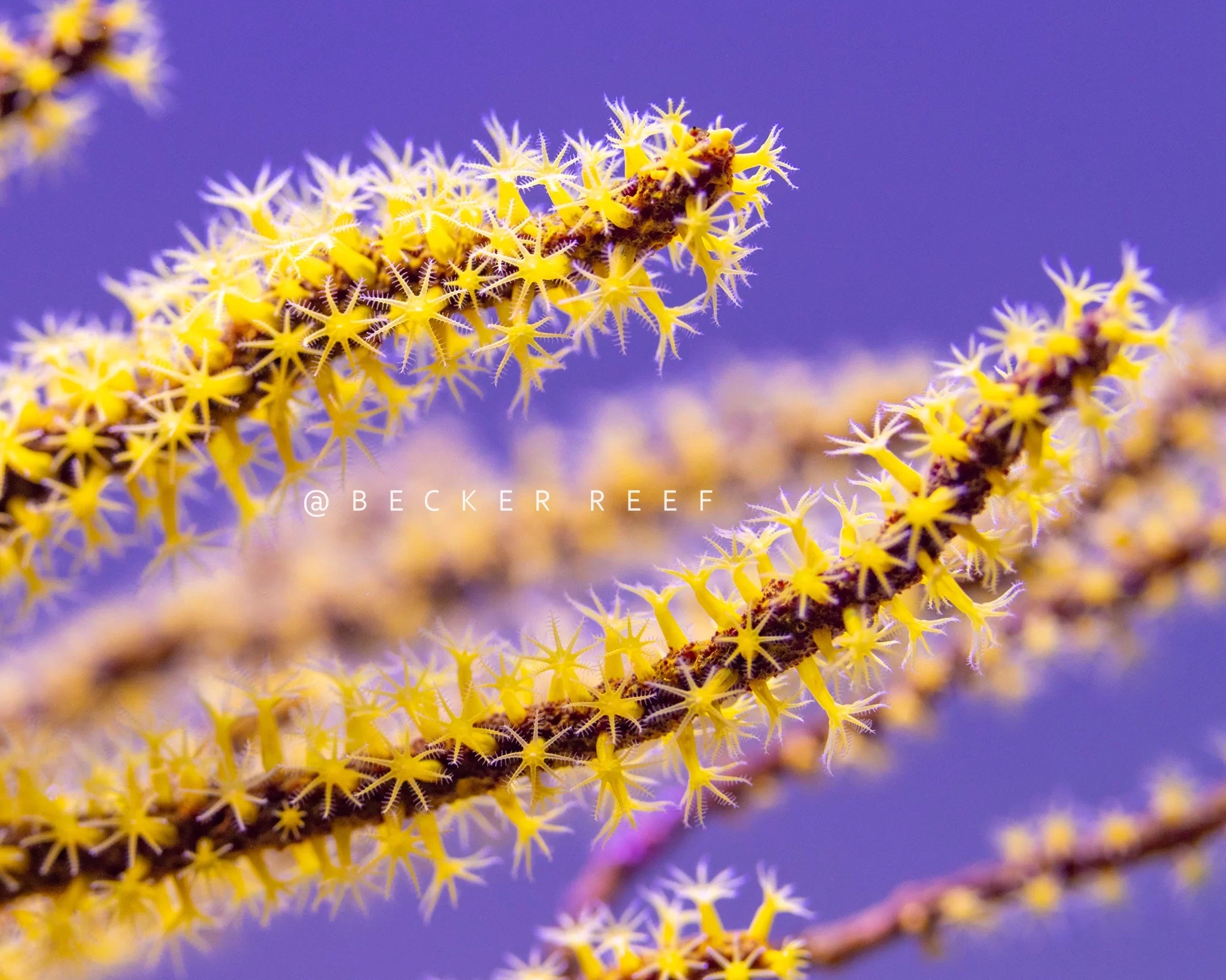 Orphek the best Coral Lens Kit: Explore a Stunning Photo Gallery