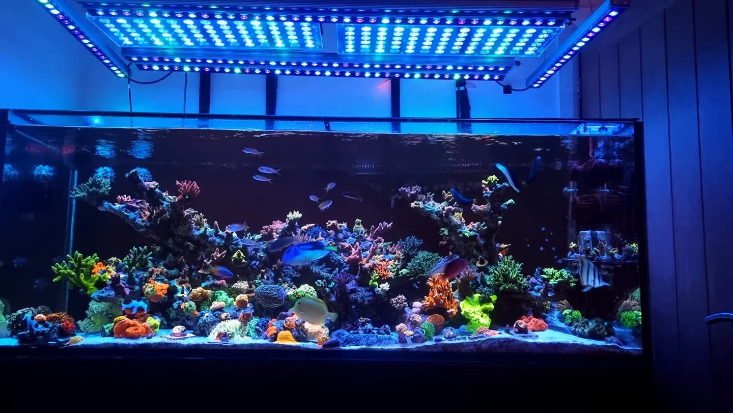 Atlantik and OR3 LED in Six Incredible Reef Aquarium Displays