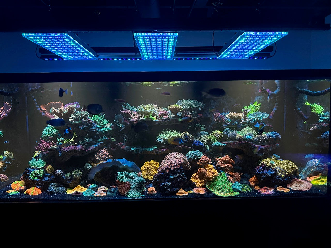 Salvador Santana’s Reef Tank Update 2025 – Orphek Atlantik iCon & OR LED Bars