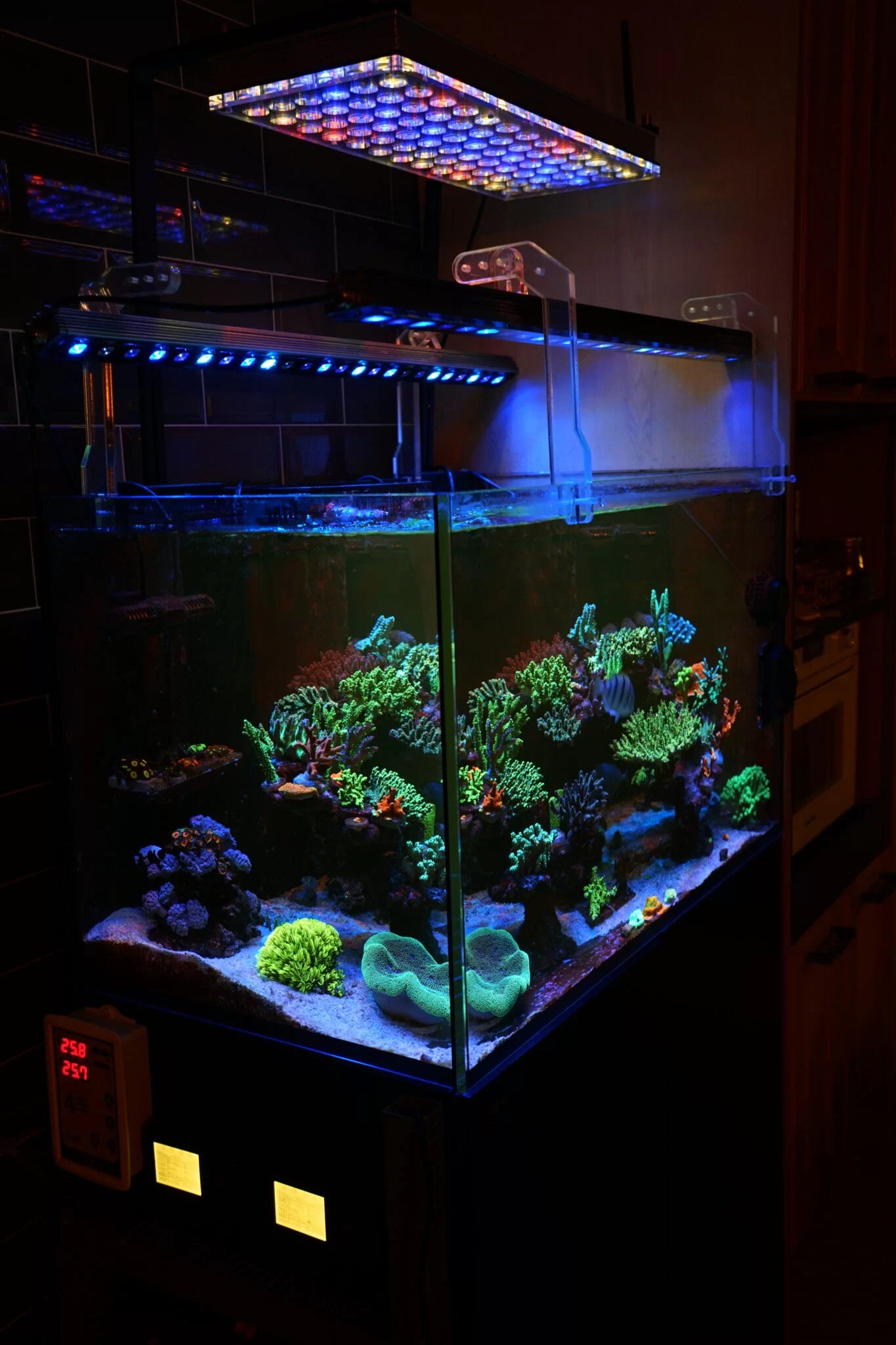 Amazing Korean Reef Tank Under Atlantik iCon and OR3  LED Lighting