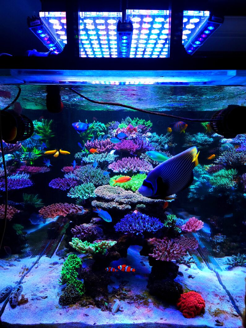 Amazing 1000L SPS dominated reef aquarium lighted by Atlantik & OR3