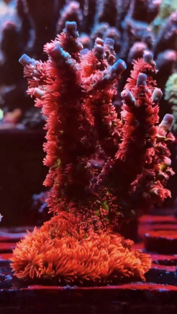 Cherry Bomb Acropora: A Living Masterpiece