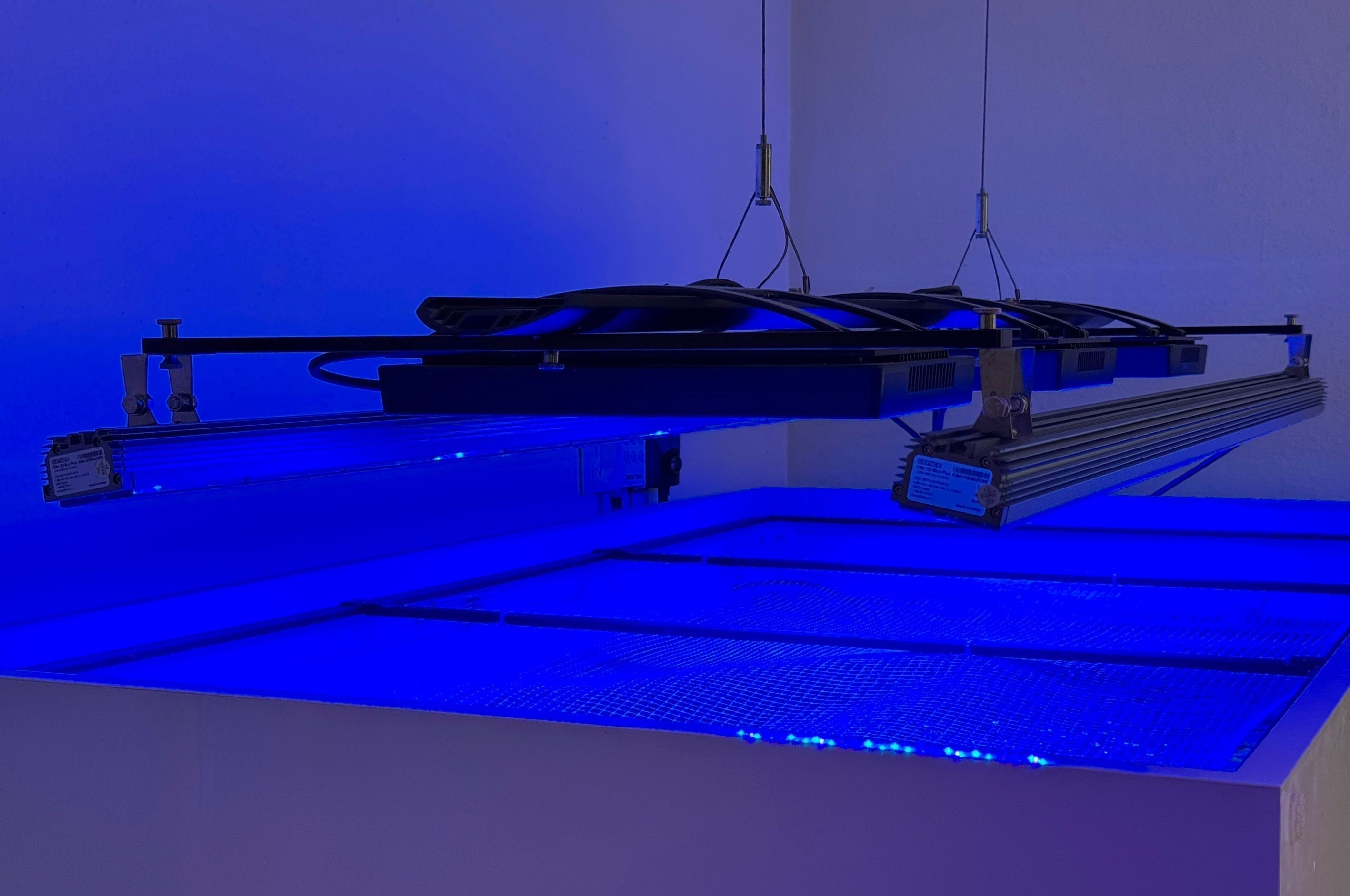 Orphek OR4 iCon Blue Plus bars as side lighting on EcoTech Radion XR30 G5 rail over Basim’s reef aquarium