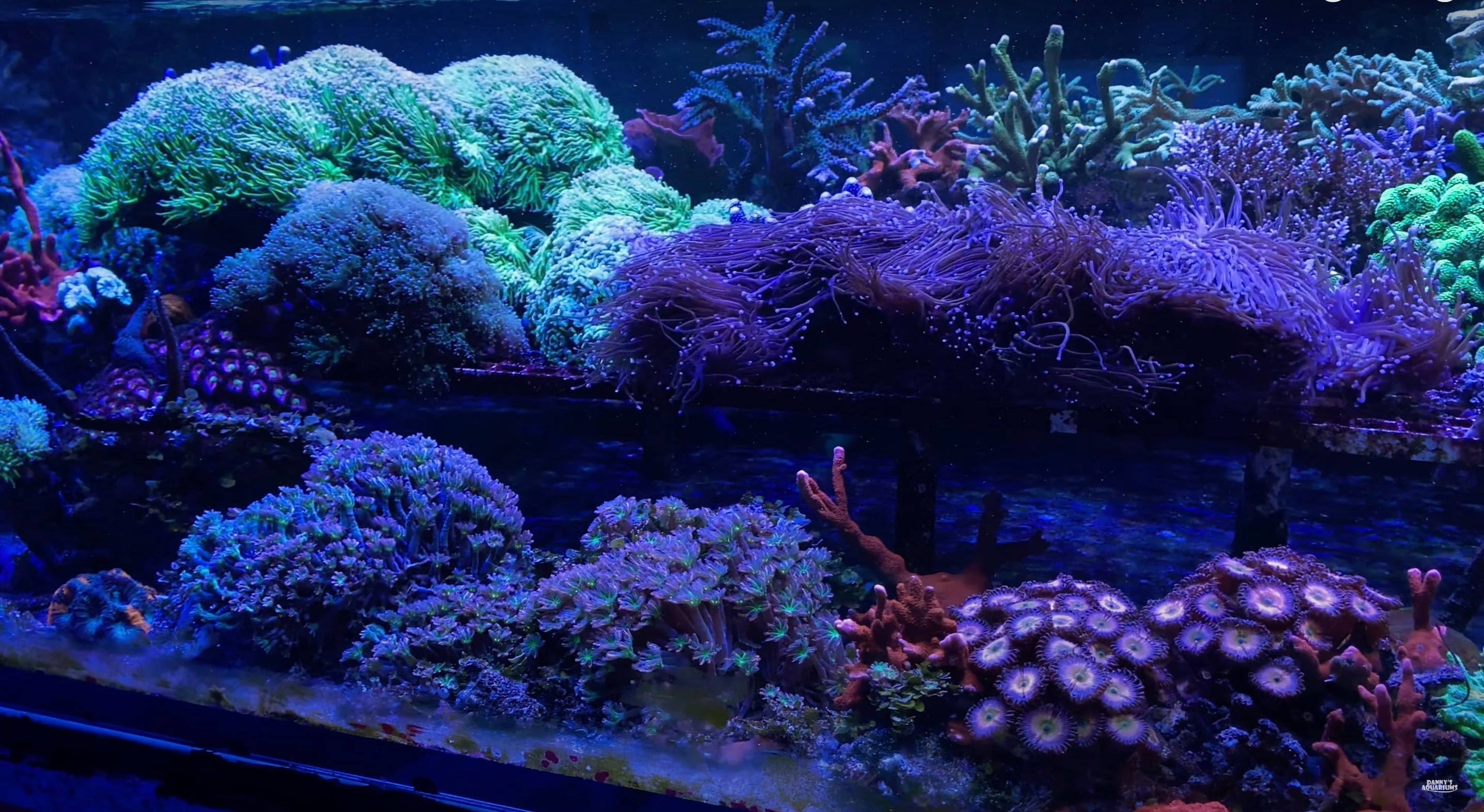 Witness the Magic of Orphek Atlantik & OR3 LED Bars fueling the Stunning Evolution of a 9 Year Old SPS Reef Aquarium!