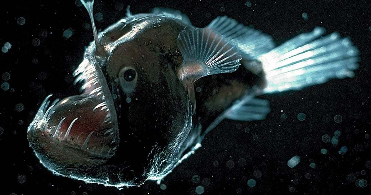 Halloween in the Deep: Ghosts and Sea Monsters of the Ocean - Part 1
