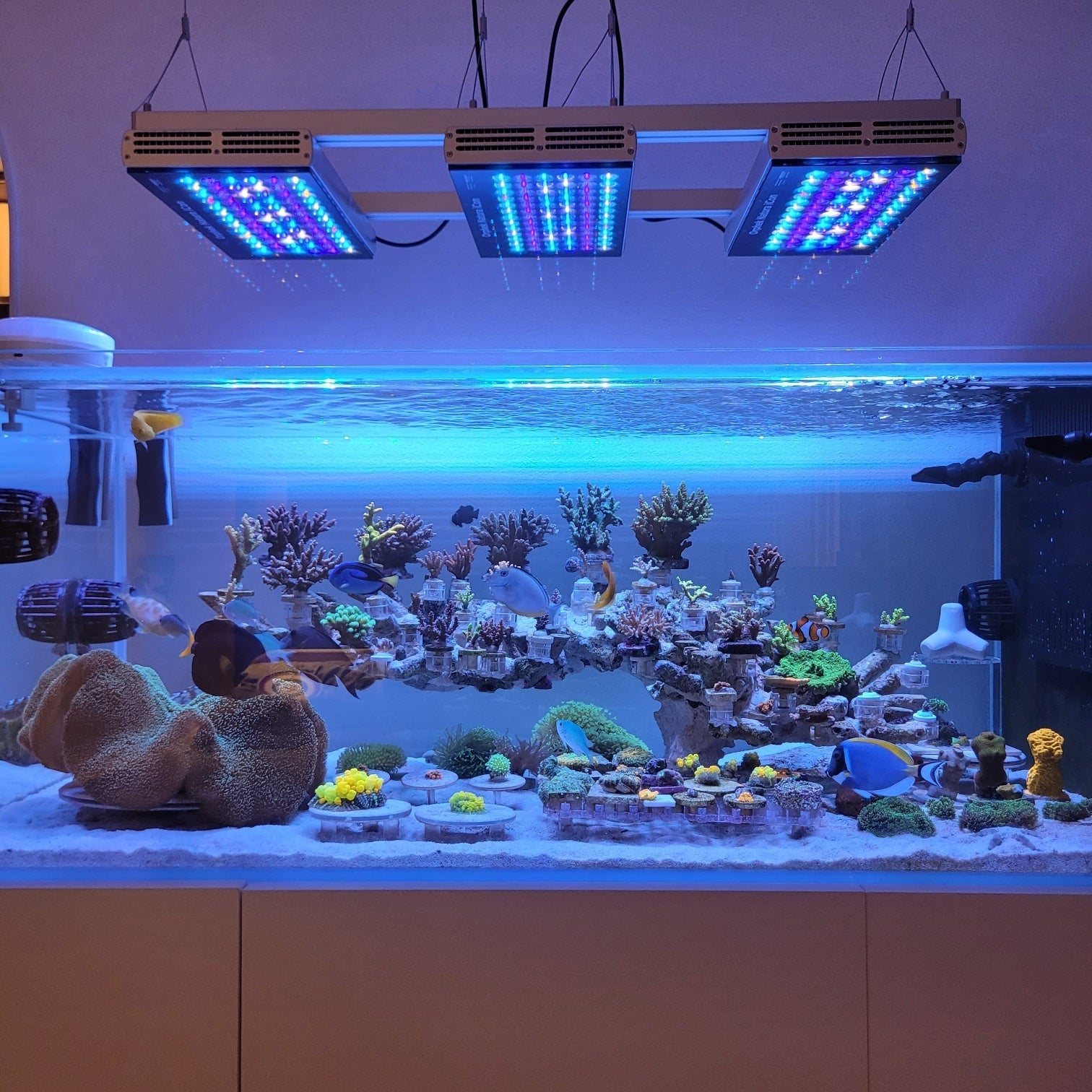 Stunning SPS Reef Aquarium by Koreans, illuminated by Orphek Reef LED Lights