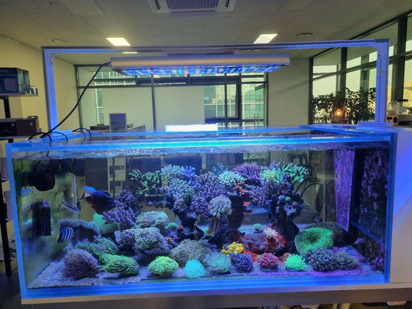 Orphek Natura iCon MAX reef aquarium LED light mounted above a 120 cm mixed SPS and LPS reef tank