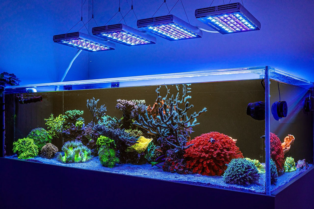Why Natura iCon Stands Out as the Best Reef LED Light with Ultimate PAR Performance