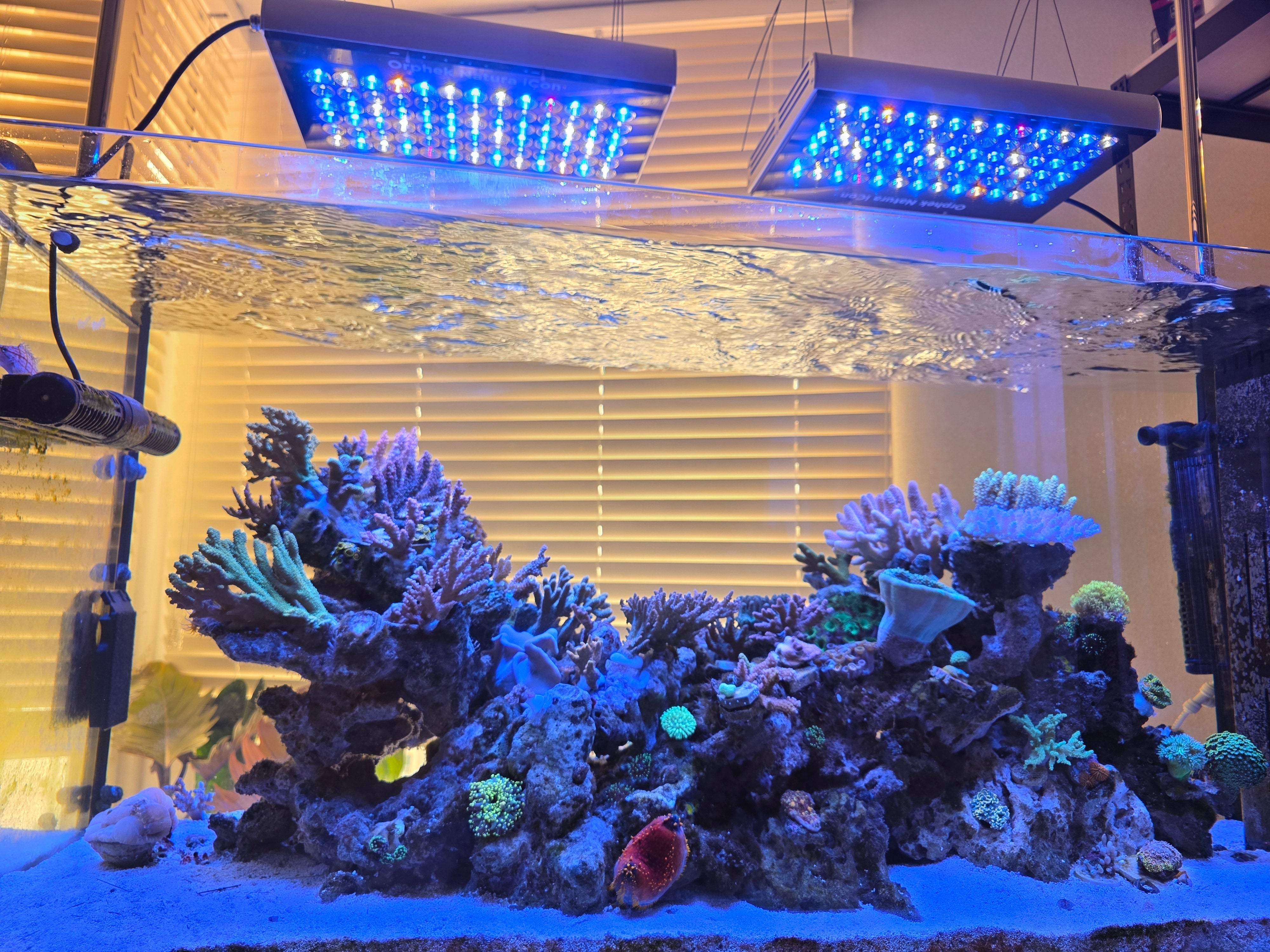 Orphek Natura Lights Up Korea’s Stunning Reef Tanks