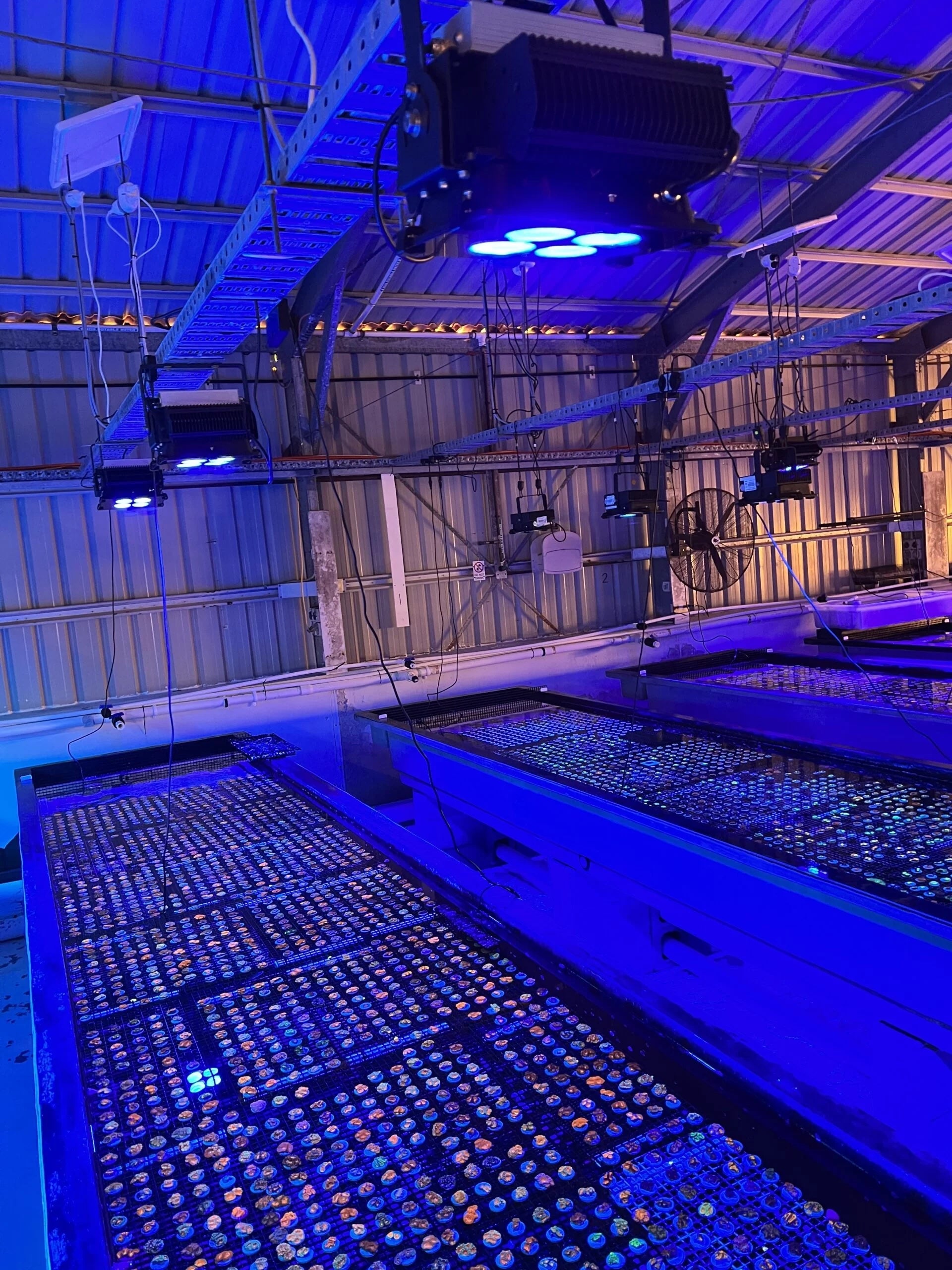 Super coral farming at Monsoon Aquatics upgrades to Orphek Amazonas 960 iCon reef LED Lights