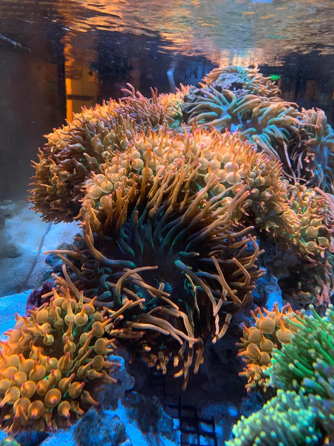Bubble Tip Anemones Thriving with Orphek Lighting