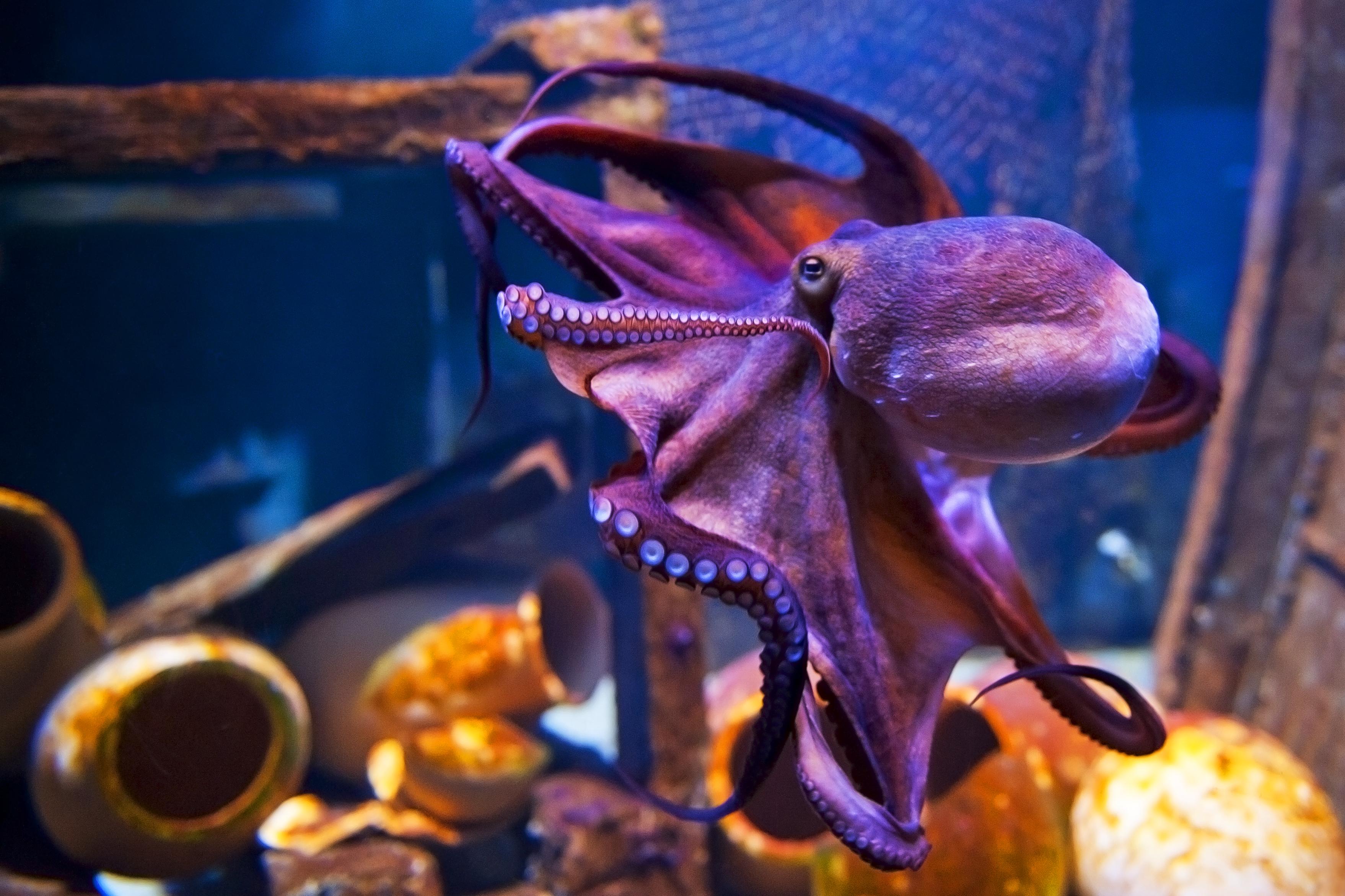 Octopus swimming in an aquarium with curled arms and visible suckers