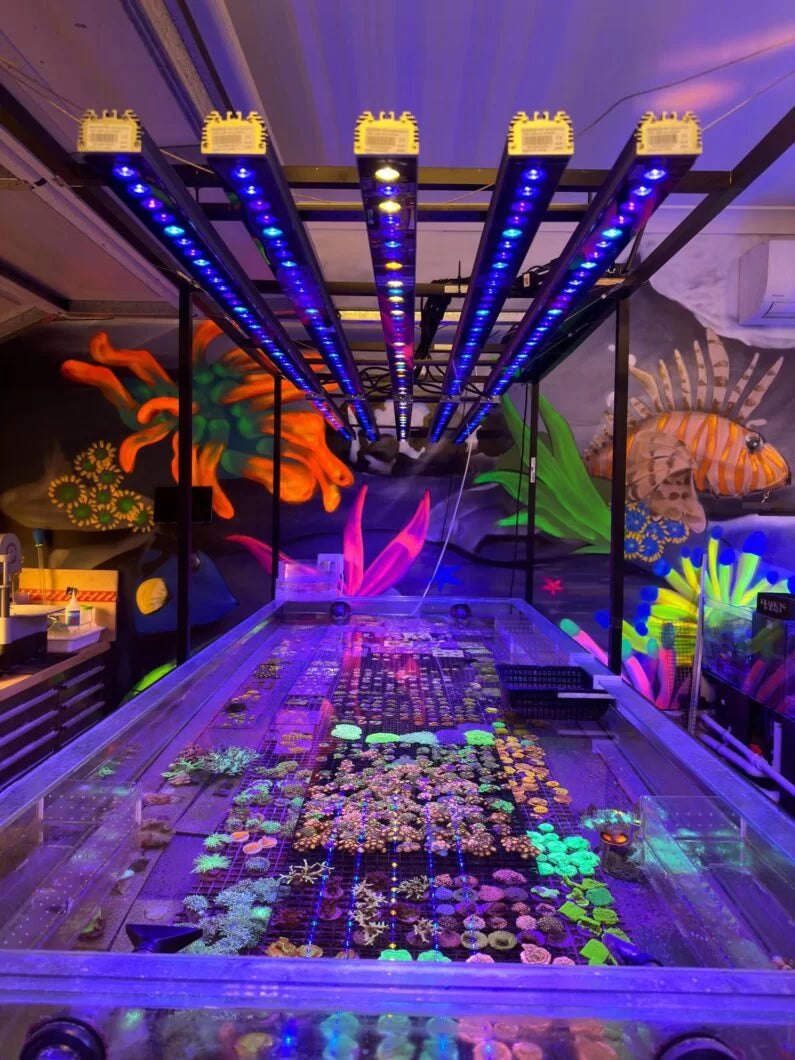Krakking Korals Australia's Success Story: Osix & OR3 LED Bars Installation