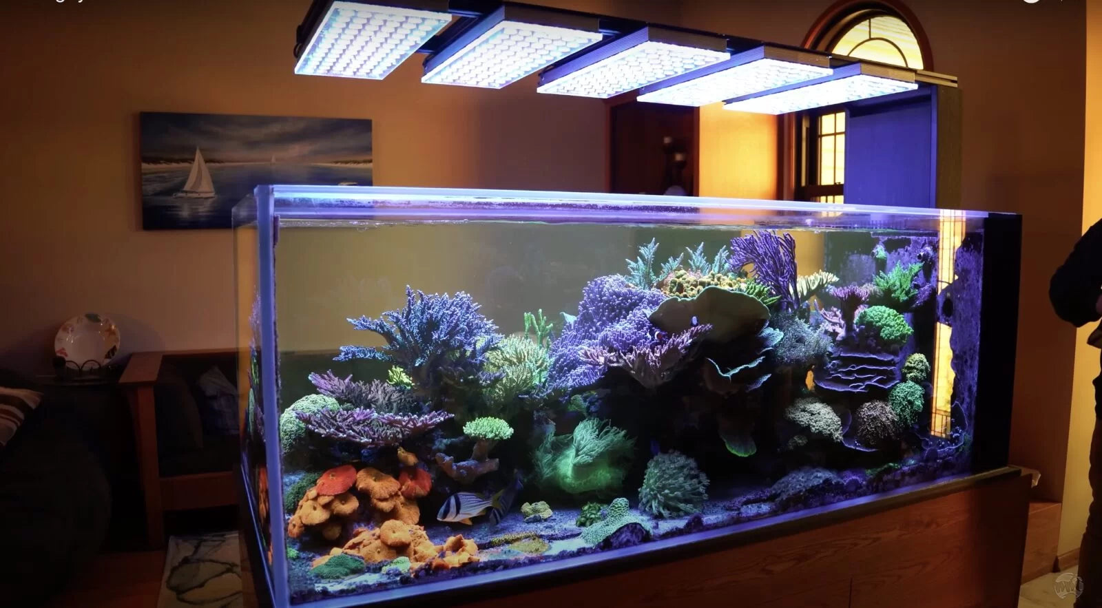 Atlantik iCon: Exploring a spectacular USA 400 gallon SPS dominated reef tank with World Reef Corals