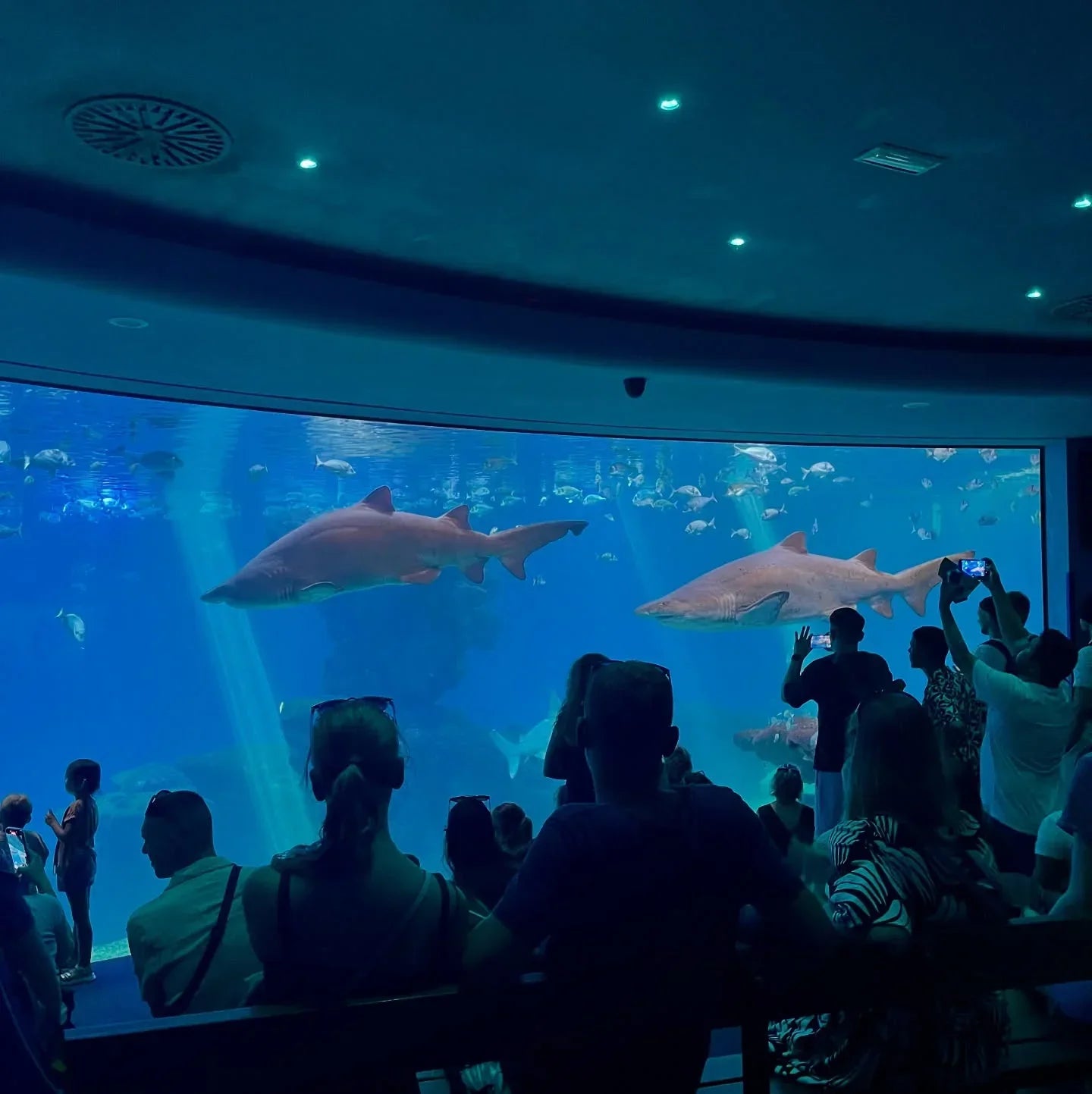 Orphek at Aquarium de Biarritz – Amazonas 500 Lighting The 1,500,000 Liters Shark Tank