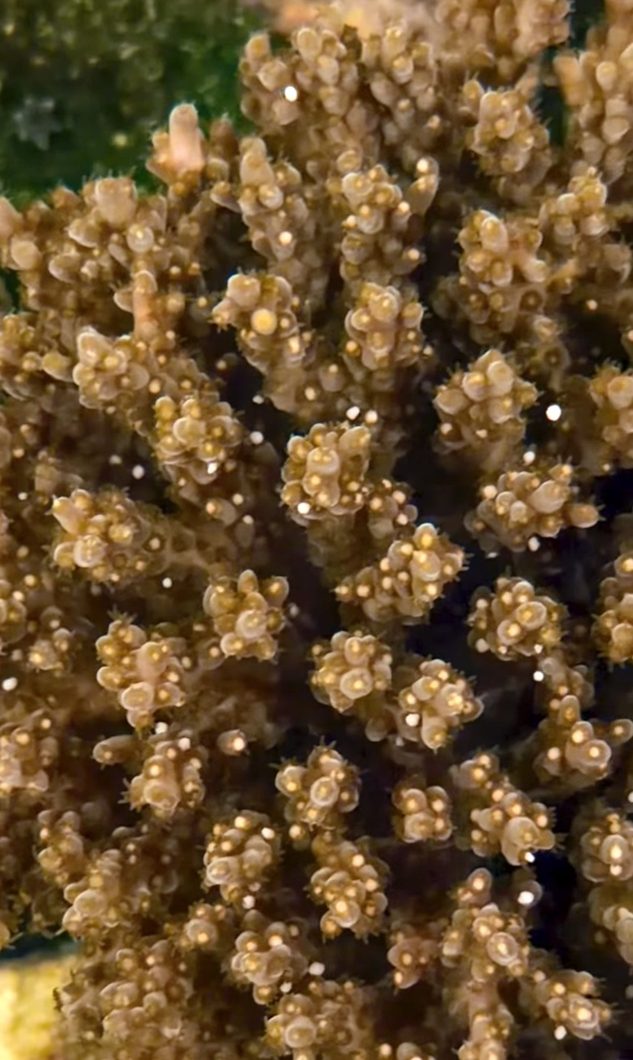 TGC Pearly Gates coral spawning - Photo credit: Anand