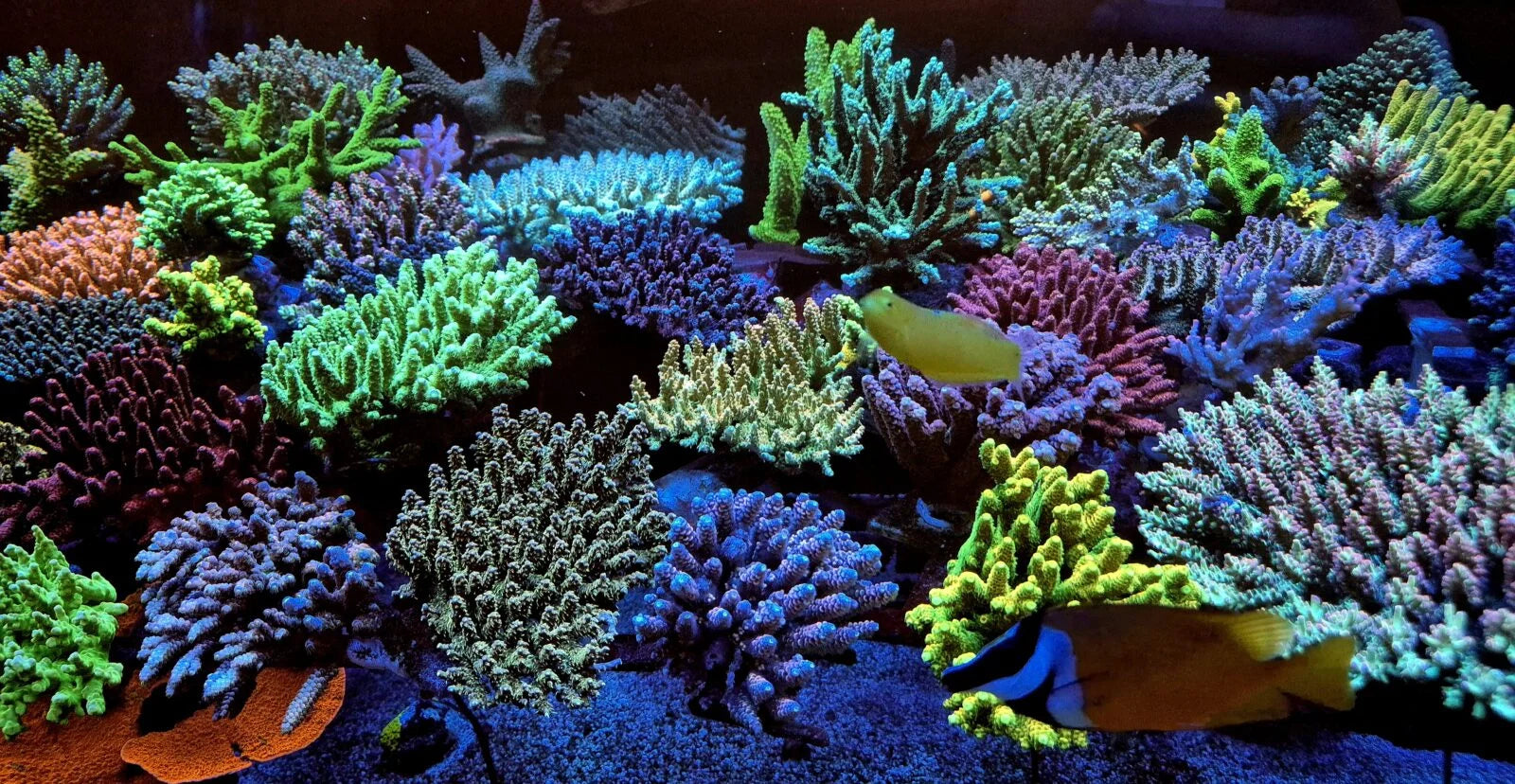Why Cheap LED Lights Fail in Reef Aquariums