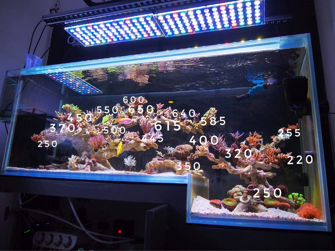 Atlantik iCon & OR3 150 LEDs bar over amazing Thai drop off side salted water aquarium