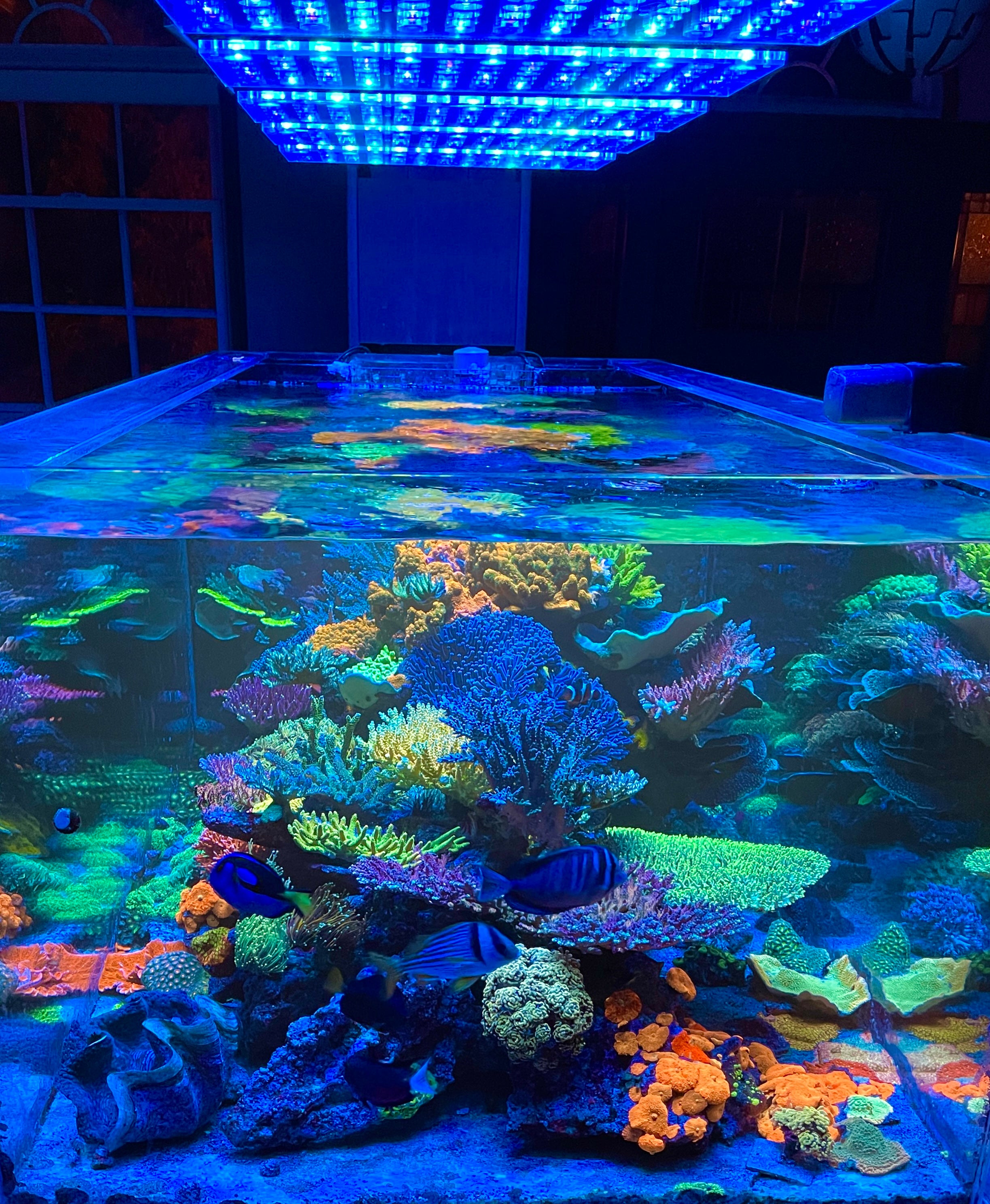 Is Atlantik iCon the best light for coral pop fluorescence?
