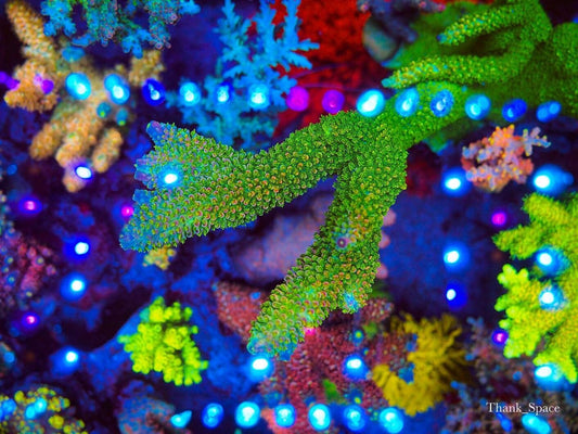 OR3 LED Bar Reef Aquarium Photo Gallery