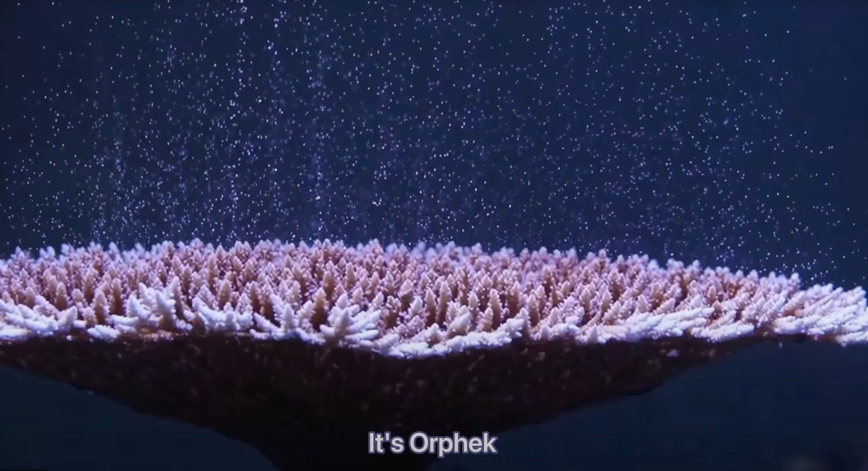 Experience unmatched control with the latest innovative and revolutionary features of the Orphek App!