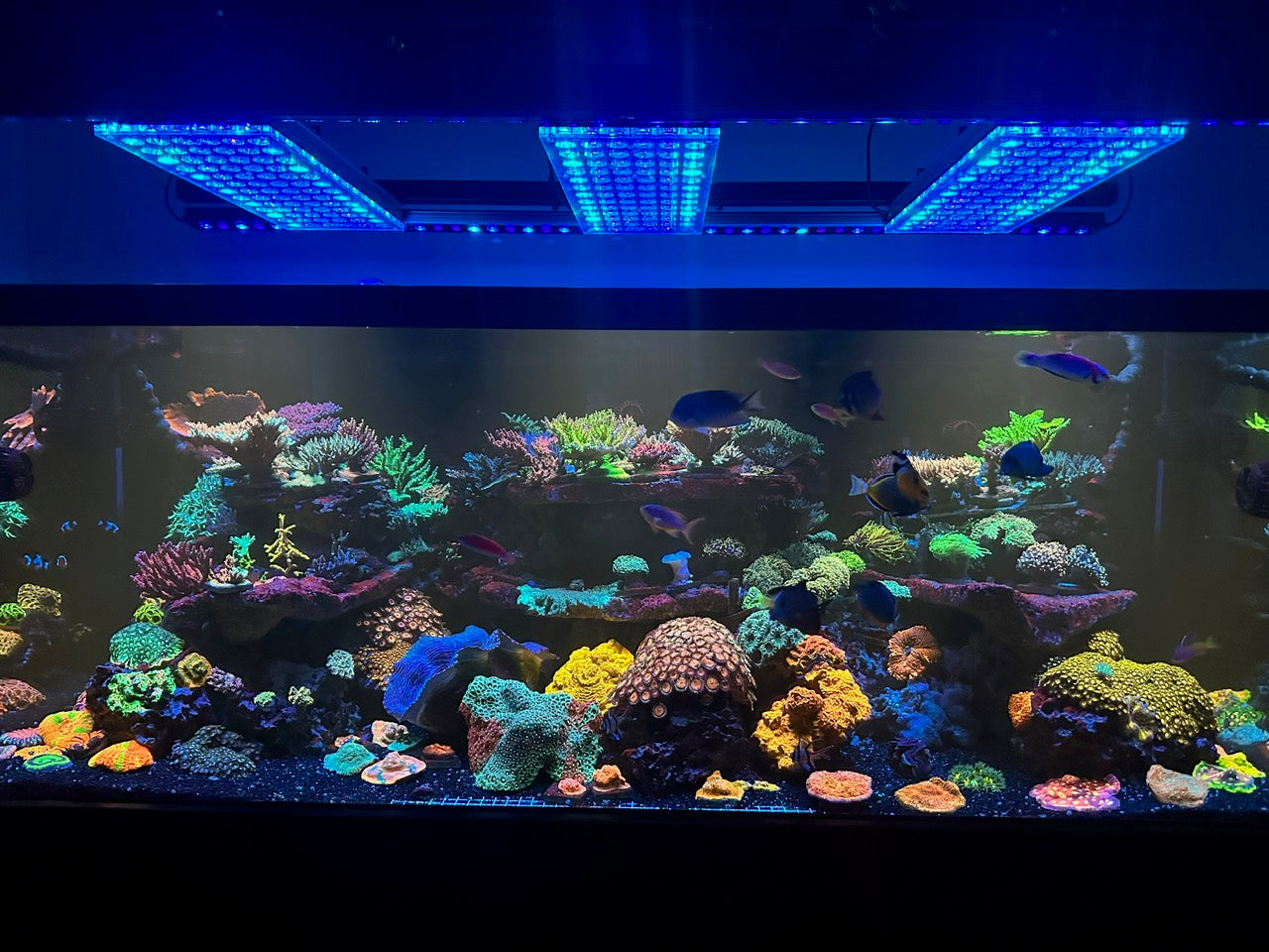 Extraordinary Reef Tank with Atlantik iCon and OR3 LED Bars