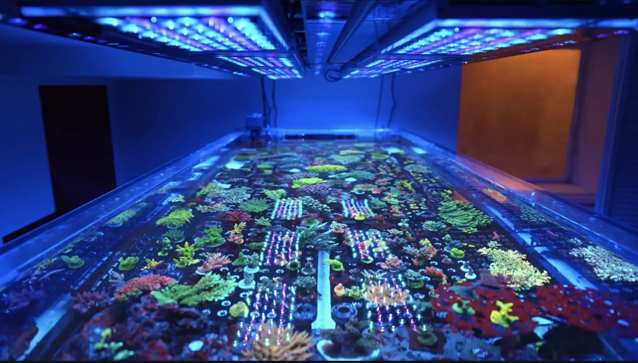 200-Gallon SPS Reef Tank Powered by Orphek