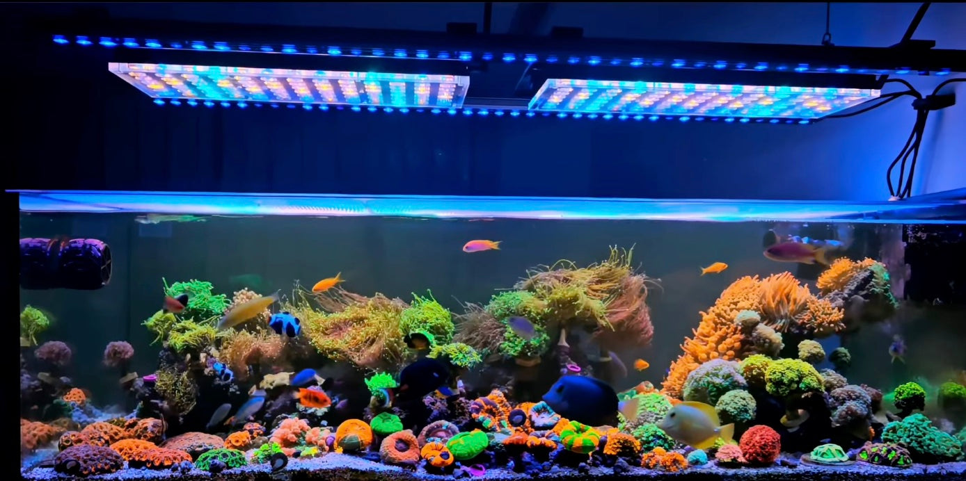 Reef aquarium illuminated by Orphek Atlantik iCon fixtures and an OR4 150 LED Bar.