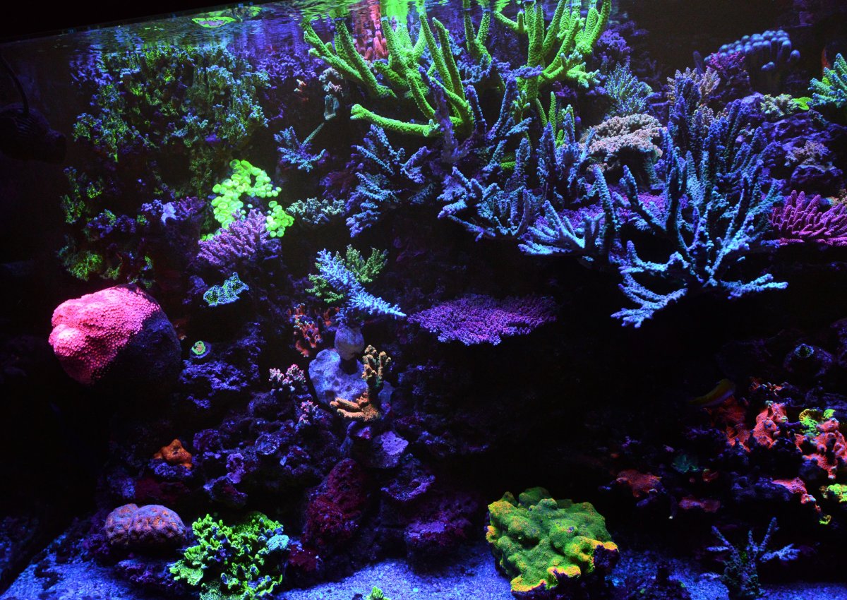 Why the Atlantik iCon & OR3 LED Bar is the Best Choice for Your 1000 Liter Tank