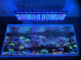 Load image into Gallery viewer, best reef aquarium led light 2026 orphek atlantik icon and or4 icon on spa dominated aquarium
