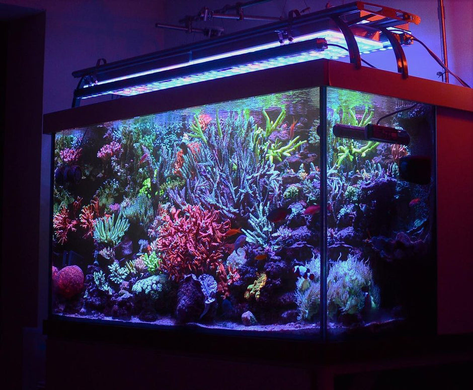 best_reef_aquarium_led_lighting