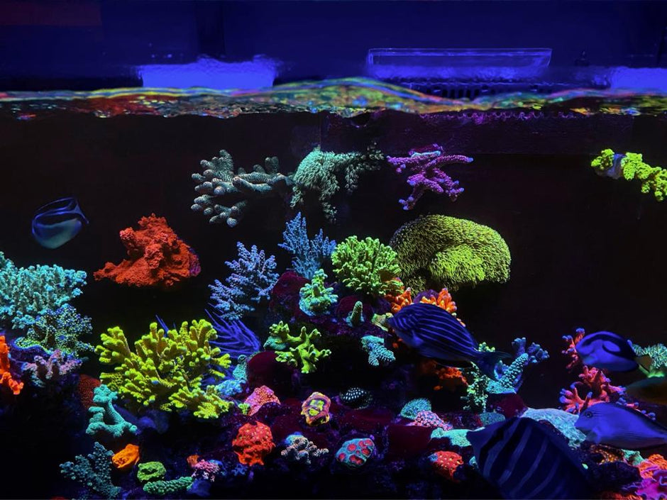 colorful_corals_under_orpheks