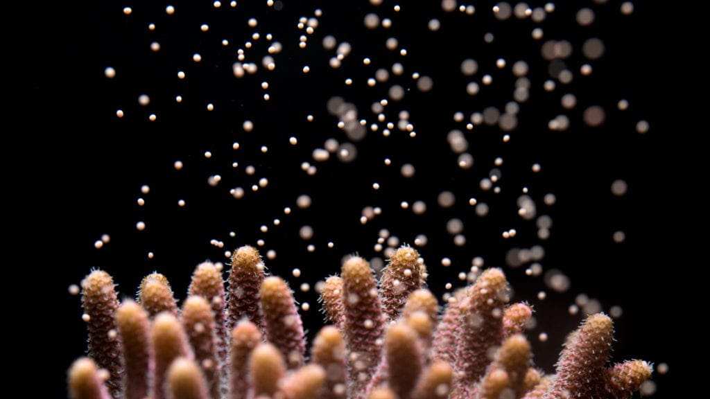 coral-spawning-Orphek_iCon_6eef6ae4-ca89-4817-9bba-12dc24d990aa - Orphek