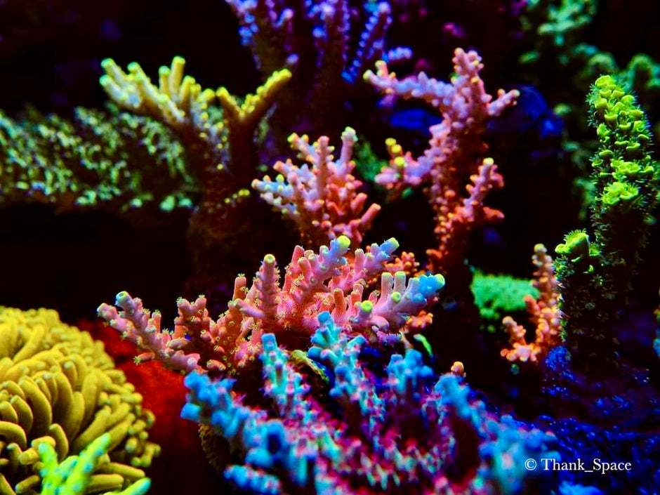 corals_under_orphek_lights