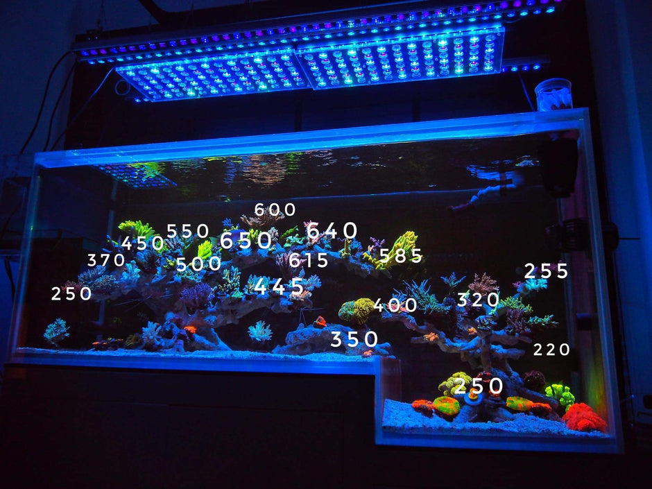 incredible_par_measures_reef_aquarium
