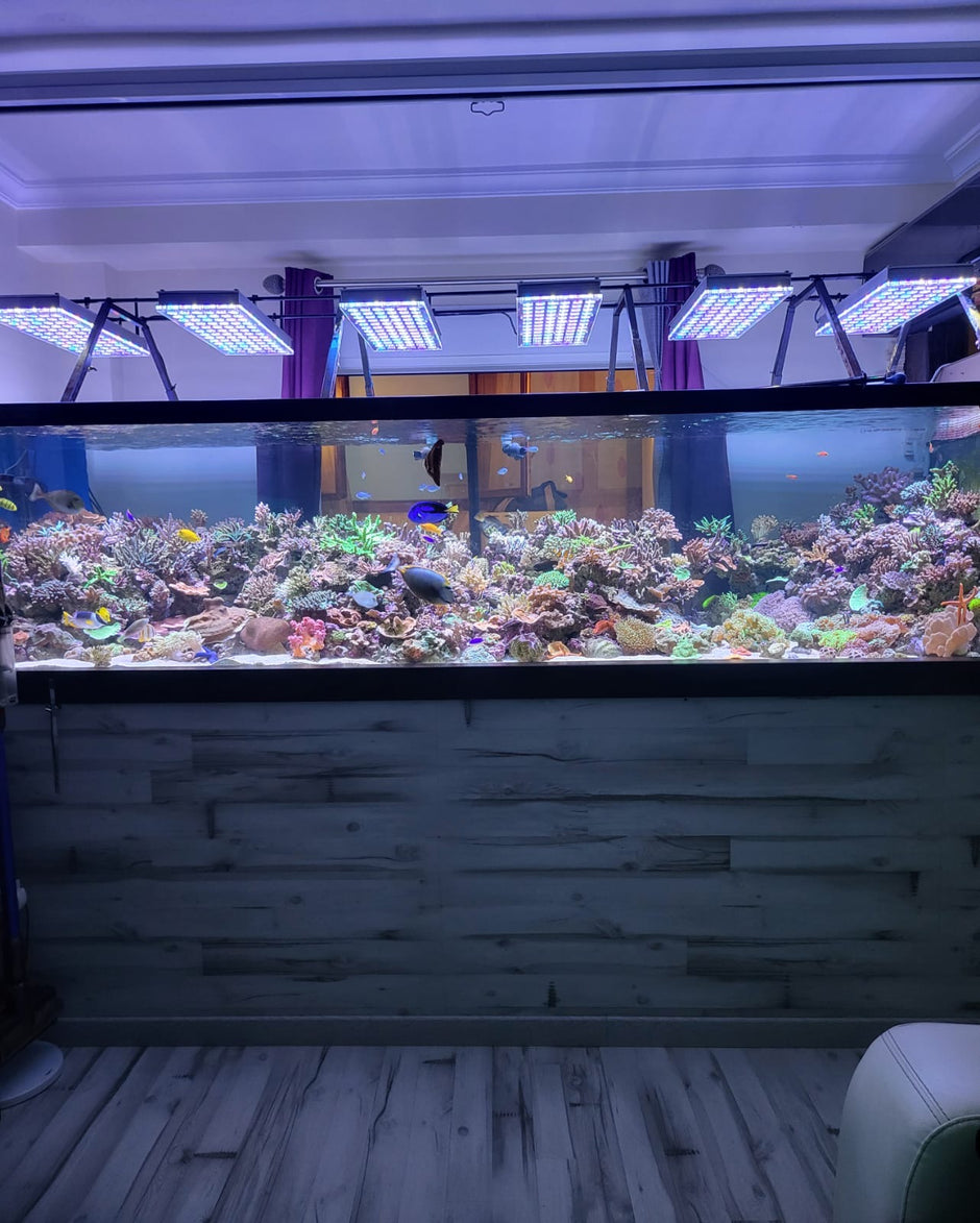 most_incredible_reef_aquarium_orphek