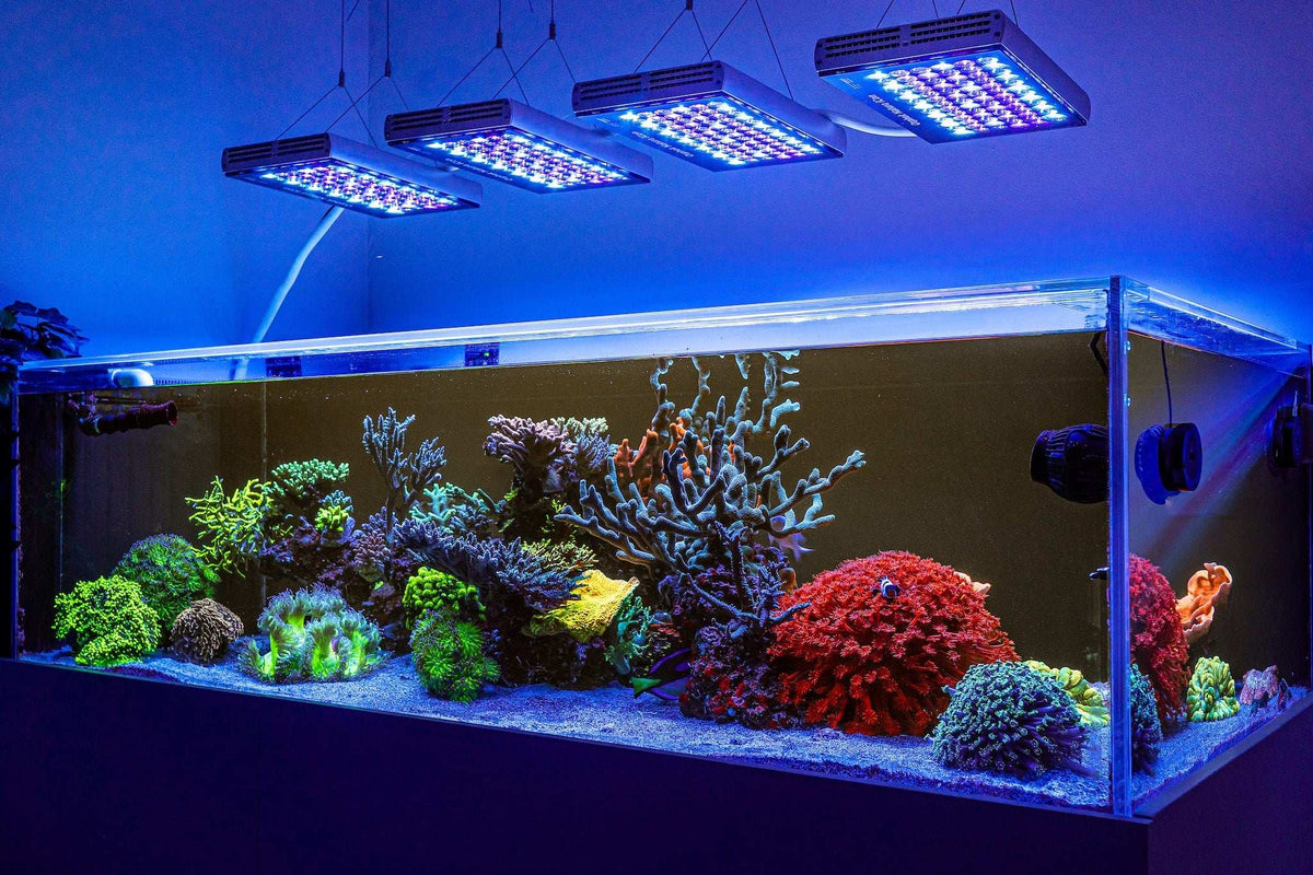 Beautiful view of Reef Tank Lighting For Safe Underwater Equipment Maintenance