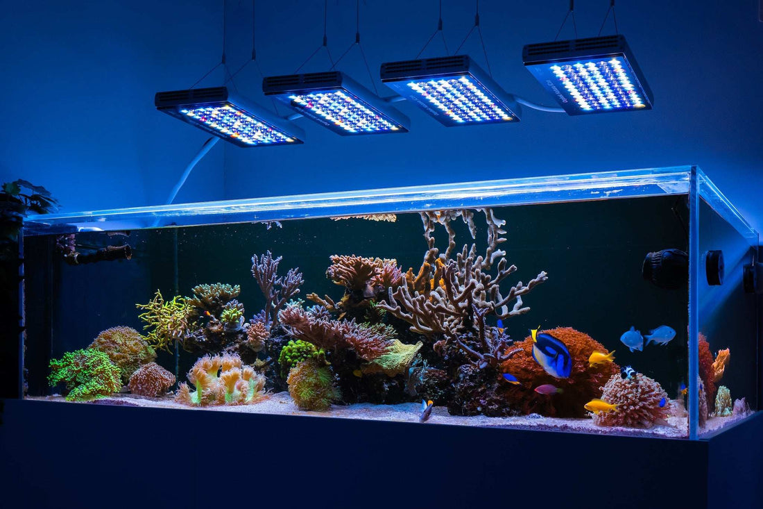 Photo inspiration: Visual Reference: Natura Icon Reef Aquarium Led Lighting