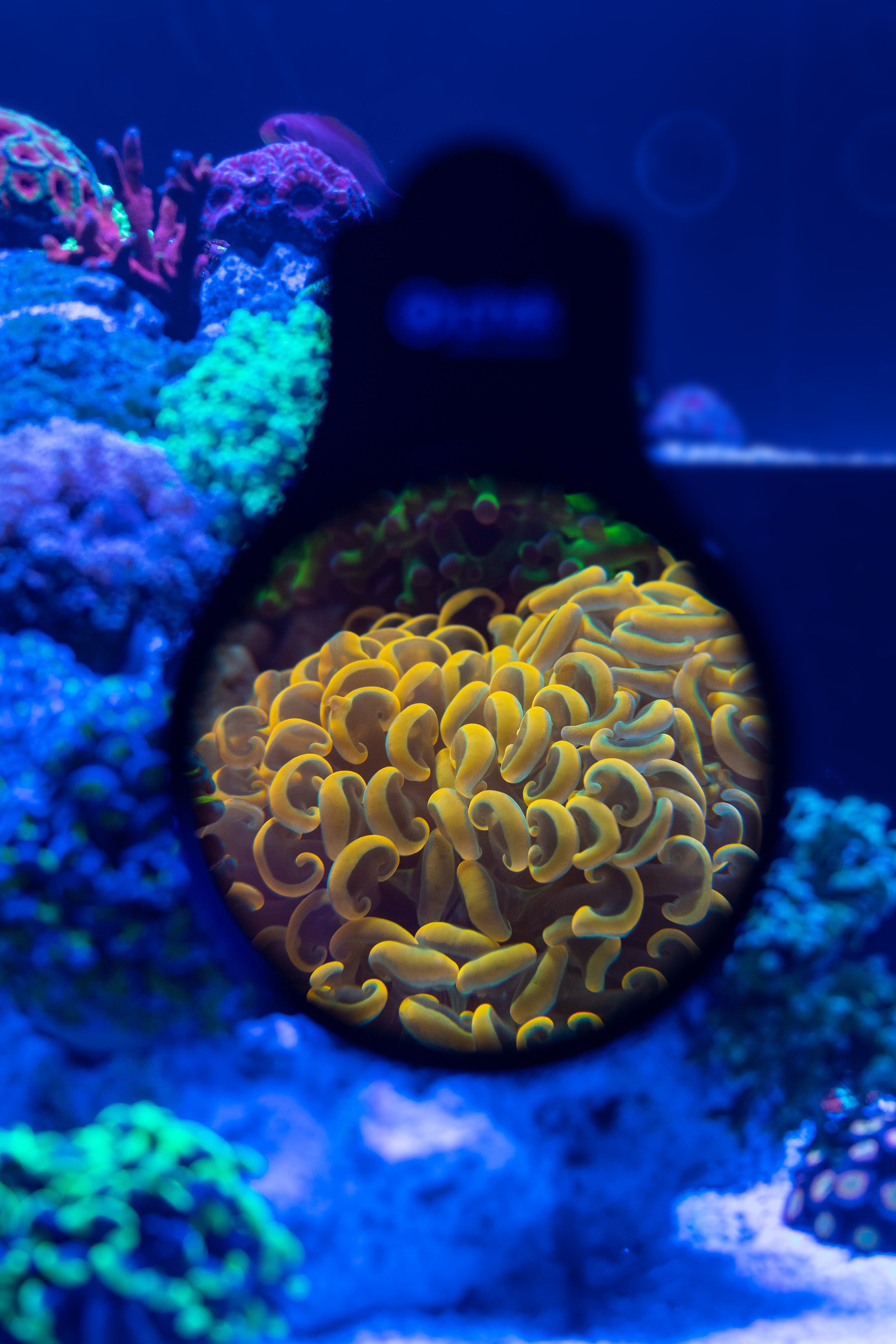 orphek-omini-reef-aquarium-glass-lens