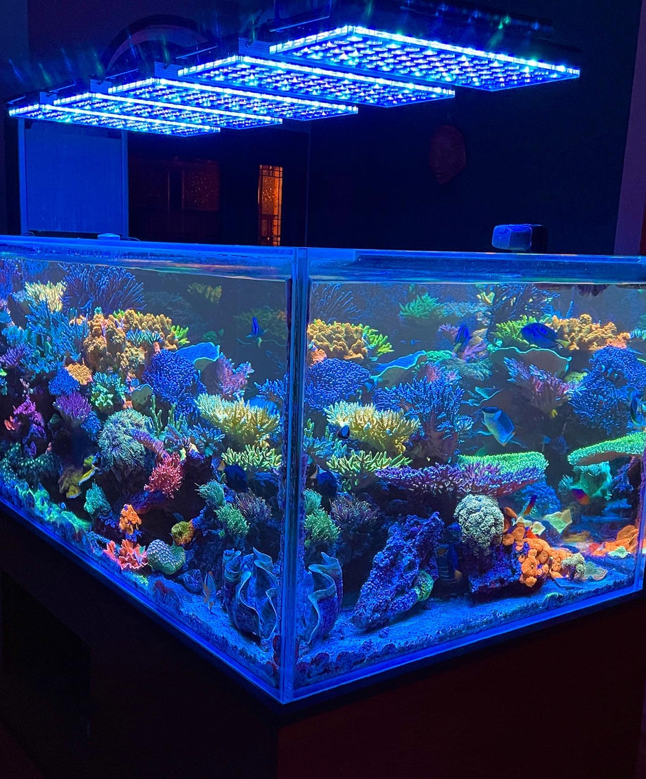 the_best_reef_aquarium_lights_for_tanks