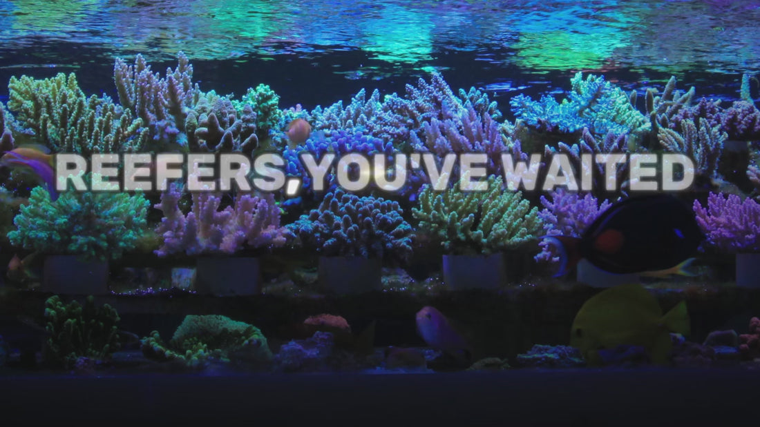 orphek black friday 2025